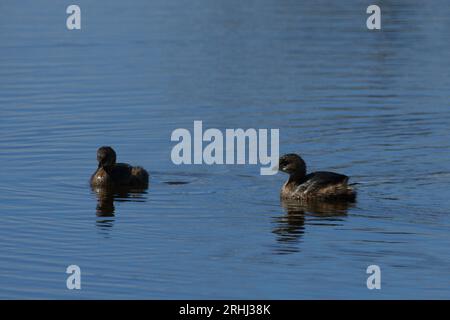 Podilymbus podiceps podiceps, Bindentaucher, grèbe à bec de pied Banque D'Images