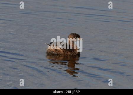 Podilymbus podiceps podiceps, Bindentaucher, grèbe à bec de pied Banque D'Images