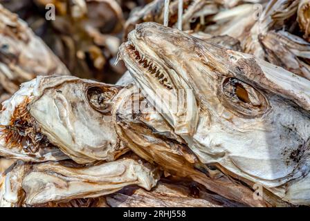 Gros plan de stockfish suspendu au-dessus de supports en bois à l'île Lofoten Flagstadoya, Norvège Banque D'Images