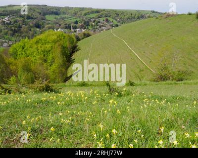 Calcareous grassland slopes of Rodborough Common looking towards Woodchester near Stroud in the Gloucestershire Cotswolds UK Banque D'Images