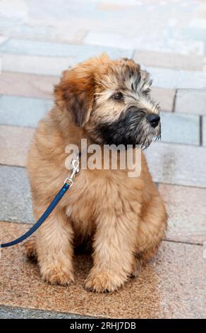 Chiot Wheton Terrier à revêtement doux Banque D'Images