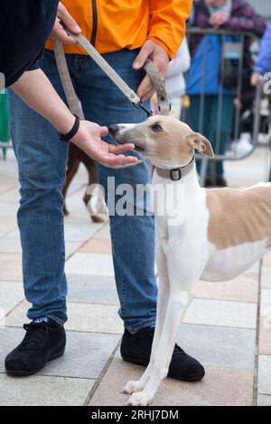 Exposition canine - jugement - whippet Banque D'Images