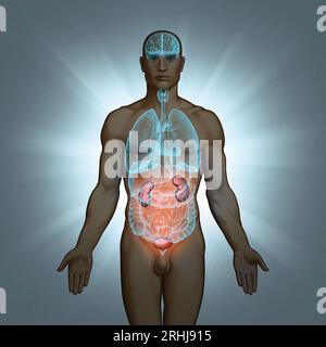 Série d'illustrations : corps avec organes humains. Image 8 sur 10 Banque D'Images