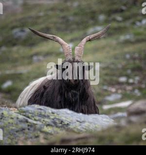 Une chèvre valaisanne au sommet d'une montagne, sous la pluie, à Zermatt, Swizzzerland Banque D'Images