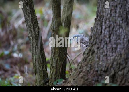 Wespenbussard - Maennchen, buzzard européen au miel - mâle, Pernis apivorus Banque D'Images