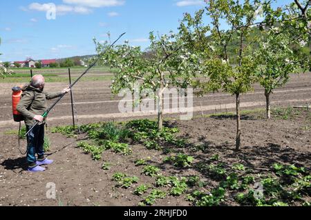 Pulvérisation printanière des arbres dans le jardin pour se protéger contre les ravageurs et les maladies Banque D'Images