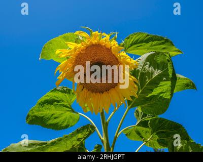 Une seule tête de tournesol jaune vif posée sur un fond bleu clair de ciel Banque D'Images