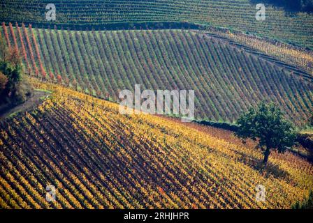 una vigna coi colori dell'autunno Banque D'Images