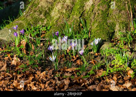 Fleurs violettes de crocus poussant à la base d'un arbre Banque D'Images