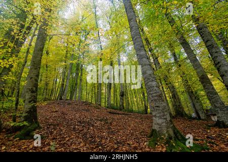 Forêt vue grand angle en automne arbres verts feuilles d'orange dans Yedigoller Bolu TURQUIE Banque D'Images