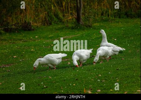 4 oies blanches paissent dans une prairie verte sur la rive du lac Scanno. Scanno, province de l'Aquila, Abruzzes, Italie Banque D'Images