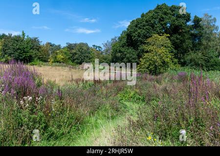 Furzey Gardens, une attraction touristique dans le parc national de New Forest, Hampshire, Angleterre, Royaume-Uni, en été. Vue sur le Centenary Meadow Banque D'Images