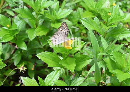 Vue en grand angle d'un papillon gris Pansy (Junonia Atlites) ouvrant ses ailes sur une fleur jaune de Wedelia Banque D'Images