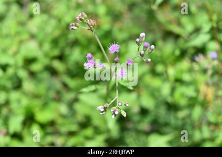 Vue aérienne des petites têtes de fleurs de Little Ironweed (Cyanthillium Cinereum) fleurs et bourgeons Banque D'Images