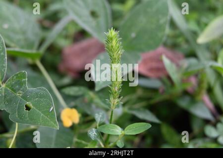 Une inflorescence de minuscules fleurs d'herbe a fleuri près du sol dans une zone de pelouse Banque D'Images