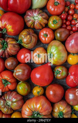 Variété de tomates biologiques non traitées comme fond naturel multicolore et conception de la récolte Banque D'Images