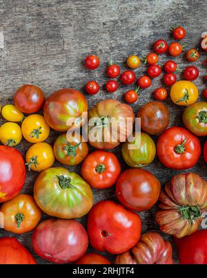 Variété de tomates biologiques non traitées comme cultiver votre propre nourriture et la conception de récolte Banque D'Images