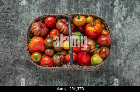 Récolte d'automne - tomates biologiques multicolores non traitées dans un panier sur un fond en bois, vue de dessus Banque D'Images