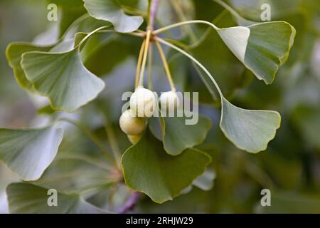 Le ginkgo biloba, communément appelé ginkgo ou gingko, également connu sous le nom d'arbre maidenhair, est la seule espèce vivante dans la division Ginkgophyta, toutes autres Banque D'Images