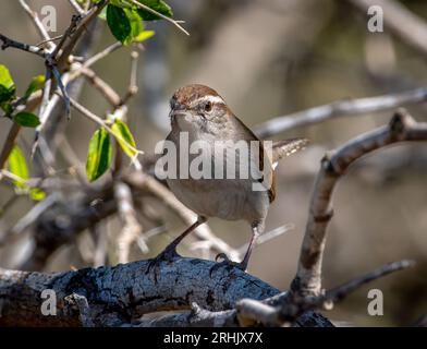 Un mignon Bewick's Wren sort d'un fourré du Texas pour se percher sur une branche ouverte, curieux de savoir qui est le photographe. Banque D'Images