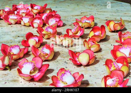 Sentez la beauté de la belle fleur de sal mala du Sri Lanka (fleurs de sal) Banque D'Images