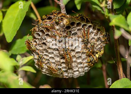 Les guêpes nichent parmi les branches avec des insectes sur des cellules hexagonales pour les larves Banque D'Images