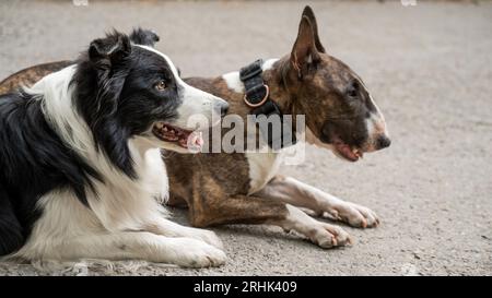 Bull terrier et Border collie sont dehors. Deux chiens en promenade. Banque D'Images