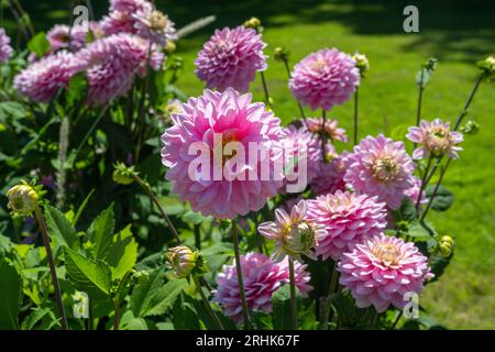 Le dahlia (nom, Dapex Pink Delight) dans le jardin dahlia Baden Baden près de l'allée lichtentaler. Baden Baden, Baden Württemberg, Allemagne Banque D'Images