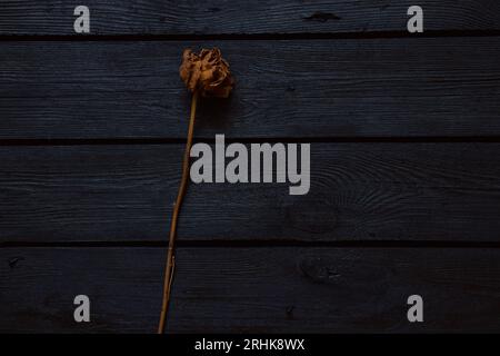 Une rose sèche repose sur une planche de bois noir comme un gros plan de fond Banque D'Images