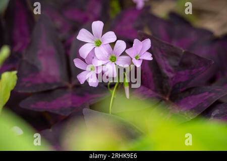 Gros plan de l'herbe robert (Geranium robertianum) dans le fond de feuilles bordeaux, violettes et vertes Banque D'Images