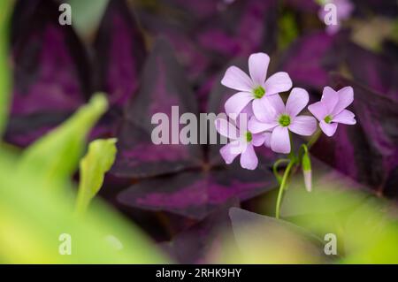 Gros plan de l'herbe robert (Geranium robertianum) dans le fond de feuilles bordeaux, violettes et vertes Banque D'Images