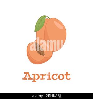 Vecteur plat d'abricots isolé sur fond blanc. Icône graphique d'illustration plate Illustration de Vecteur
