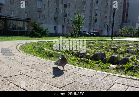 Un pigeon se promène sur les pavés du centre-ville. Verts, oiseaux Banque D'Images