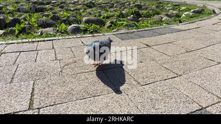 Un pigeon se promène sur les pavés du centre-ville. Verts, oiseaux Banque D'Images