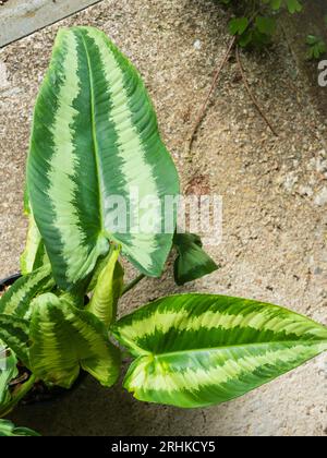 Feuillage décoratif de la maison vivace de la forêt tropicale humide et plante de serre, Schismatoglottis wallichii Banque D'Images