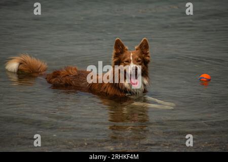 Mignon bordure rouge et blanche collie appréciant le plein air, haletant pour se rafraîchir tout en jouant Banque D'Images