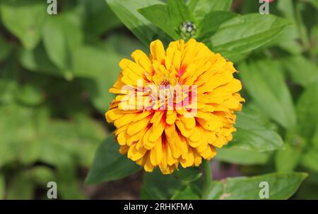 Gros plan de la fleur « Funfair » de Zinnia elegans Banque D'Images
