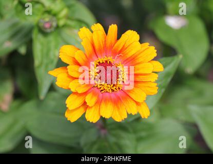Gros plan de la fleur « Funfair » de Zinnia elegans Banque D'Images