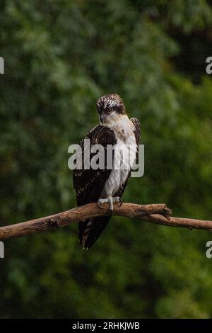 Balbuzard juvénile (Pandion haliaetus) dans le sud de l'Ontario perché sur une branche avec des plumes mouillées sous la pluie brumeuse, chassant les poissons Banque D'Images