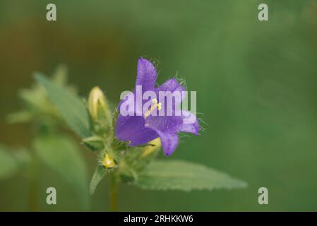 Campanula trachelium fleurit sur fond vert. Forêt d'été. Campanula trachelium, le bellflower à feuilles d'ortie, est une espèce de bellflower. Banque D'Images