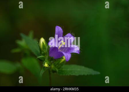 Campanula trachelium fleurit sur fond vert. Forêt d'été. Campanula trachelium, le bellflower à feuilles d'ortie, est une espèce de bellflower. Banque D'Images