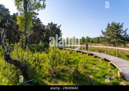 Le Diersfordter Wald, au nord de Wesel, parc naturel avec forêts de chênes et de hêtres, dunes de sable de l'âge glaciaire, landes, chemin de planches en bois à travers la lande, G Banque D'Images