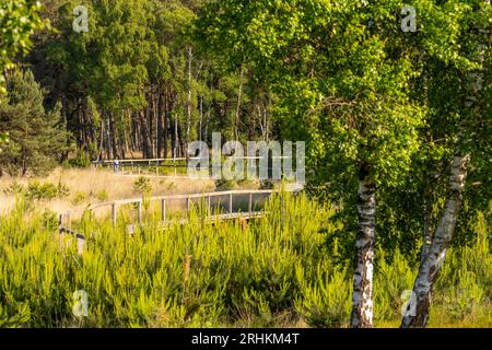 Le Diersfordter Wald, au nord de Wesel, parc naturel avec forêts de chênes et de hêtres, dunes de sable de l'âge glaciaire, landes, chemin de planches en bois à travers la lande, G Banque D'Images