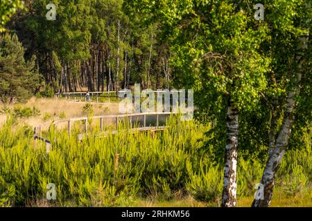 Le Diersfordter Wald, au nord de Wesel, parc naturel avec forêts de chênes et de hêtres, dunes de sable de l'âge glaciaire, landes, chemin de planches en bois à travers la lande, G Banque D'Images