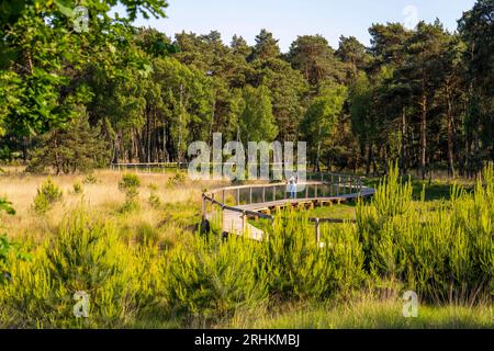 Le Diersfordter Wald, au nord de Wesel, parc naturel avec forêts de chênes et de hêtres, dunes de sable de l'âge glaciaire, landes, chemin de planches en bois à travers la lande, G Banque D'Images