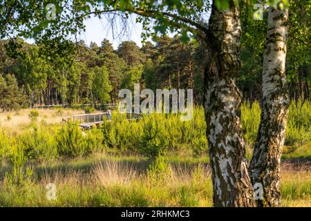 Le Diersfordter Wald, au nord de Wesel, parc naturel avec forêts de chênes et de hêtres, dunes de sable de l'âge glaciaire, landes, chemin de planches en bois à travers la lande, G Banque D'Images