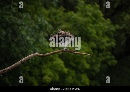 Oiseau balbuzard juvénile (Pandion haliaetus) décollant de sa branche à l'extérieur en Ontario, Canada Banque D'Images