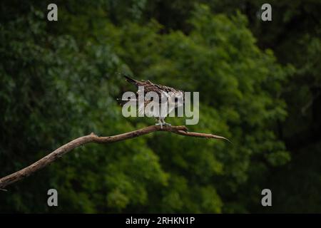 Oiseau balbuzard juvénile (Pandion haliaetus) décollant de sa branche à l'extérieur en Ontario, Canada Banque D'Images