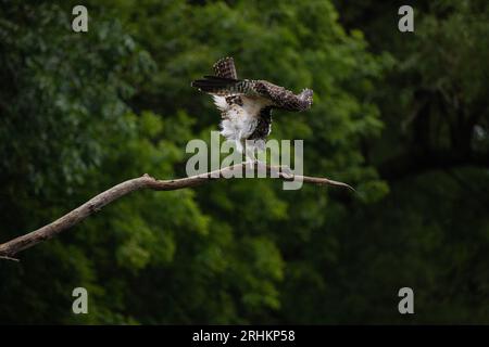 Oiseau balbuzard juvénile (Pandion haliaetus) décollant de sa branche à l'extérieur en Ontario, Canada Banque D'Images