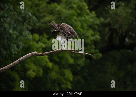 Oiseau balbuzard juvénile (Pandion haliaetus) décollant de sa branche à l'extérieur en Ontario, Canada Banque D'Images